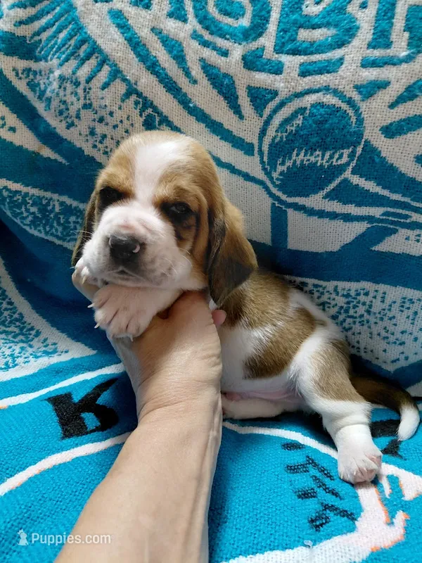 AKC Basset Hound puppy MALE #5 – Basset Hound puppy for sale in Wilkesboro, NC