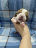 AKC Basset Hound puppy MALE #5, a male Basset Hound for sale in Wilkesboro, NC – 2 of 10