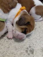 AKC BASSET HOUND PUPPIES, a male Basset Hound for sale in Wilkesboro, NC – 5 of 10