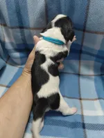 AKC Basset Hound puppy MALE #4, a male Basset Hound for sale in Wilkesboro, NC – 7 of 7