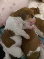 AKC Mahogany & White Male, a male Basset Hound for sale in Wilkesboro, NC – 5 of 10
