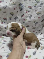 AKC Basset Hound puppy FEMALE #2, a female Basset Hound for sale in Wilkesboro, NC – 5 of 9