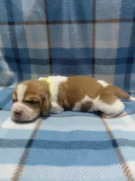 AKC Basset Hound puppy MALE #6 , a male Basset Hound for sale in Wilkesboro, NC – 4 of 8