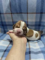 AKC Basset Hound puppy MALE #3 , a male Basset Hound for sale in Wilkesboro, NC – 6 of 9