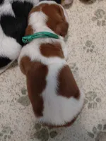 AKC BASSET HOUND PUPPIES, a male Basset Hound for sale in Wilkesboro, NC – 3 of 10