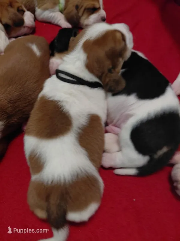 AKC Basset Hound puppy MALE #3  – Basset Hound puppy on hold in Wilkesboro, NC