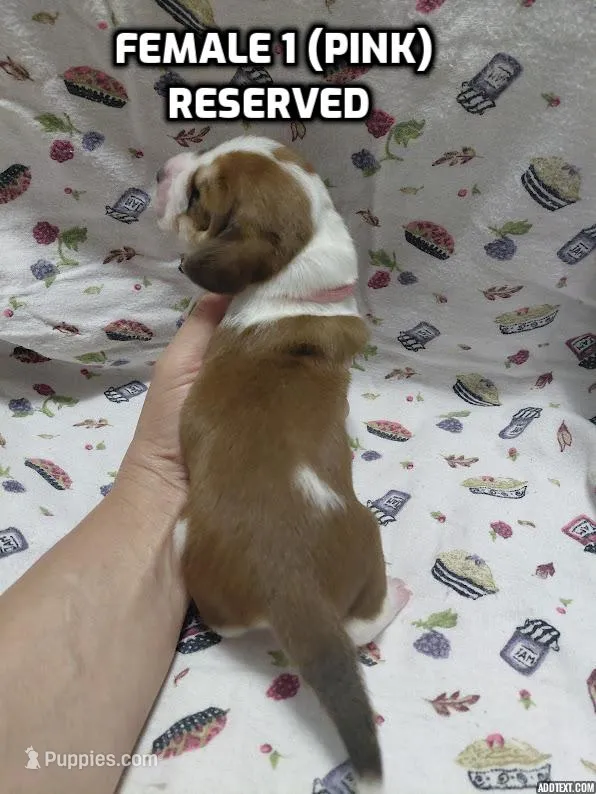 AKC Basset Hound puppy FEMALE #1  – Basset Hound puppy on hold in Wilkesboro, NC