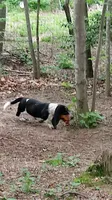 AKC Basset Hound Adult Female, a female Basset Hound for sale in Wilkesboro, NC – 2 of 4