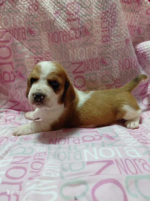 AKC Basset Hound puppy FEMALE #2 – Basset Hound puppy for sale in Wilkesboro, NC