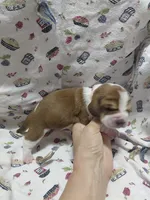 AKC Basset Hound puppy FEMALE #1 , a female Basset Hound for sale in Wilkesboro, NC – 5 of 7