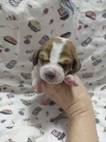 AKC Basset Hound puppy FEMALE #1 , a female Basset Hound for sale in Wilkesboro, NC – 3 of 7