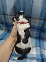 AKC Basset Hound puppy MALE #2 , a male Basset Hound for sale in Wilkesboro, NC – 7 of 7