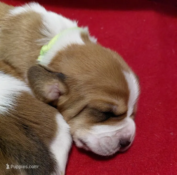 AKC Basset Hound puppy MALE #6  – Basset Hound puppy for sale in Wilkesboro, NC
