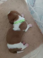 AKC Basset Hound puppy MALE #6 , a male Basset Hound for sale in Wilkesboro, NC – 6 of 8