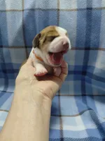 AKC Basset Hound puppy MALE #5, a male Basset Hound for sale in Wilkesboro, NC – 5 of 10