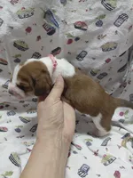 AKC Basset Hound puppy FEMALE #1 , a female Basset Hound for sale in Wilkesboro, NC – 4 of 7