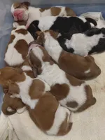 AKC Mahogany & White Male, a male Basset Hound for sale in Wilkesboro, NC – 7 of 10