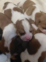AKC Mahogany & White Male, a male Basset Hound for sale in Wilkesboro, NC – 6 of 10