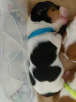 AKC Basset Hound puppy MALE #4, a male Basset Hound for sale in Wilkesboro, NC – 5 of 7