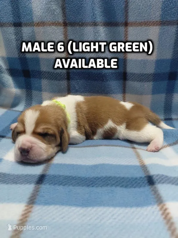 AKC Basset Hound puppy MALE #6  – Basset Hound puppy for sale in Wilkesboro, NC