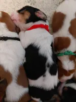 AKC Basset Hound Puppy Male (check for updated photos), a male Basset Hound for sale in Wilkesboro, NC – 4 of 10