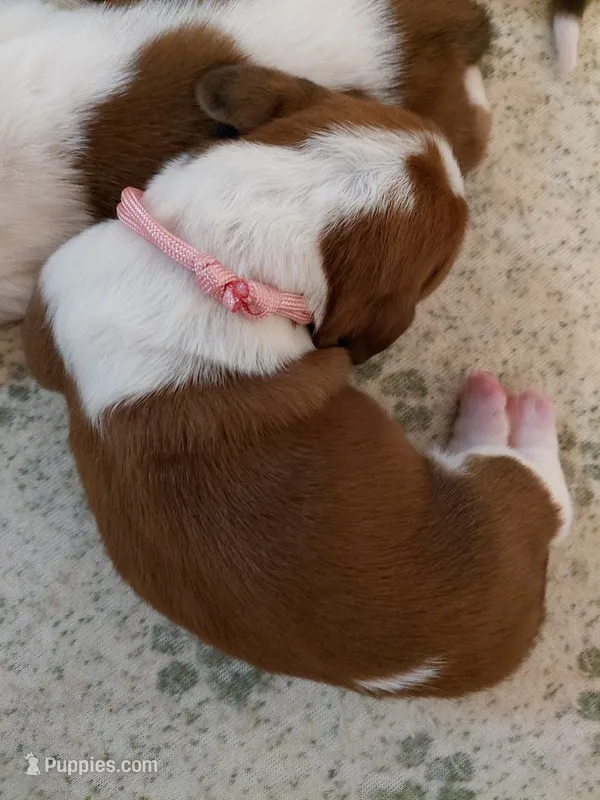 AKC BASSET HOUND PUPPIES – Basset Hound puppy for sale in Wilkesboro, NC