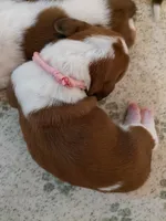 AKC BASSET HOUND PUPPIES, a male Basset Hound for sale in Wilkesboro, NC – 1 of 10