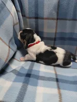 AKC Basset Hound puppy MALE #2 , a male Basset Hound for sale in Wilkesboro, NC – 6 of 7