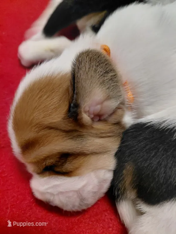 AKC Basset Hound puppy MALE #5 – Basset Hound puppy for sale in Wilkesboro, NC