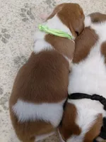 AKC Basset Hound Puppy Male (check for updated photos), a male Basset Hound for sale in Wilkesboro, NC – 2 of 10