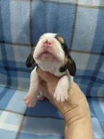 AKC Basset Hound puppy MALE #2 , a male Basset Hound for sale in Wilkesboro, NC – 5 of 7