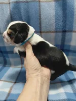 AKC Basset Hound puppy MALE #4, a male Basset Hound for sale in Wilkesboro, NC – 3 of 7