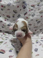 AKC Basset Hound puppy FEMALE #2, a female Basset Hound for sale in Wilkesboro, NC – 2 of 9