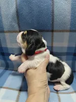 AKC Basset Hound puppy MALE #2 , a male Basset Hound for sale in Wilkesboro, NC – 2 of 7