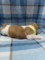AKC Basset Hound puppy MALE #6 , a male Basset Hound for sale in Wilkesboro, NC – 3 of 8