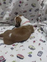 AKC Basset Hound puppy FEMALE #1 , a female Basset Hound for sale in Wilkesboro, NC – 6 of 7