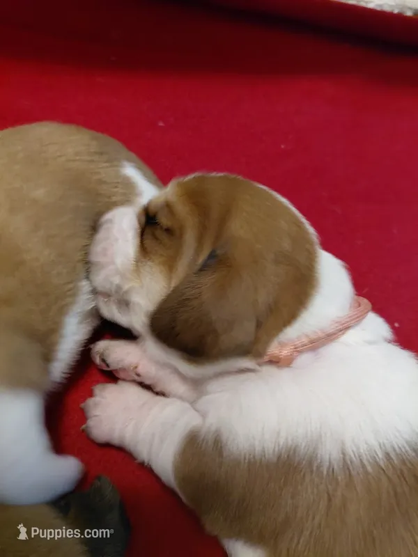 AKC Basset Hound puppy FEMALE #1  – Basset Hound puppy on hold in Wilkesboro, NC