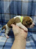 AKC Basset Hound puppy MALE #6 , a male Basset Hound for sale in Wilkesboro, NC – 7 of 8