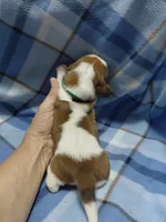 AKC BASSET HOUND puppy MALE #1 , a male Basset Hound for sale in Wilkesboro, NC – 3 of 9