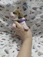 AKC Basset Hound puppy FEMALE #2, a female Basset Hound for sale in Wilkesboro, NC – 6 of 9