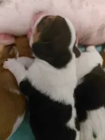 AKC Mahogany & White Male, a male Basset Hound for sale in Wilkesboro, NC – 3 of 10