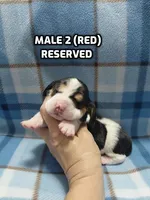 AKC Basset Hound puppy MALE #2 , a male Basset Hound for sale in Wilkesboro, NC – 1 of 7
