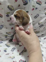 AKC Basset Hound puppy FEMALE #1 , a female Basset Hound for sale in Wilkesboro, NC – 2 of 7