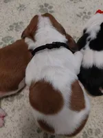 AKC BASSET HOUND PUPPIES, a male Basset Hound for sale in Wilkesboro, NC – 6 of 10