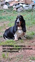 AKC Mahogany & White Male, a male Basset Hound for sale in Wilkesboro, NC – 9 of 10
