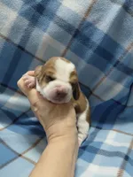 AKC BASSET HOUND puppy MALE #1 , a male Basset Hound for sale in Wilkesboro, NC – 5 of 9