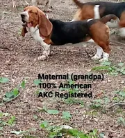 AKC Mahogany & White Male, a male Basset Hound for sale in Wilkesboro, NC – 10 of 10