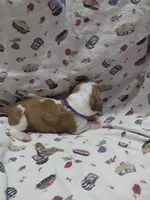 AKC Basset Hound puppy FEMALE #2, a female Basset Hound for sale in Wilkesboro, NC – 3 of 9