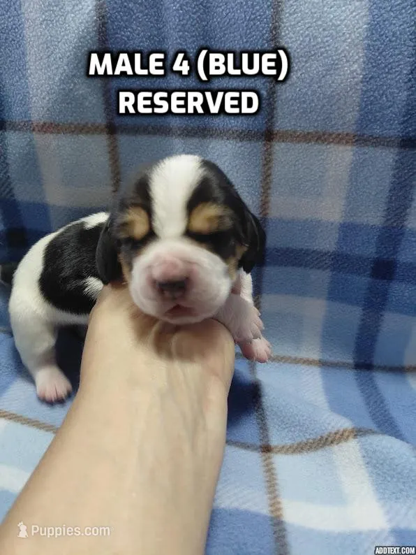 AKC Basset Hound puppy MALE #4 – Basset Hound puppy on hold in Wilkesboro, NC
