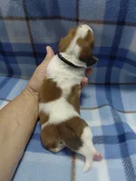 AKC Basset Hound puppy MALE #3 , a male Basset Hound for sale in Wilkesboro, NC – 5 of 9